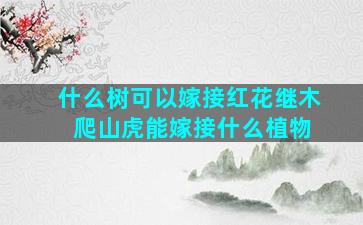 什么树可以嫁接红花继木 爬山虎能嫁接什么植物